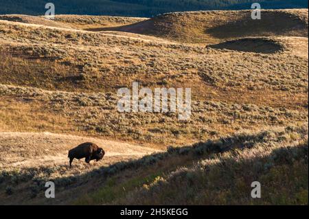 Un seul taureau de bison des États-Unis (Bison bison) broutant dans un champ de broussailles isolé; parc national de Yellowstone, États-Unis d'Amérique Banque D'Images