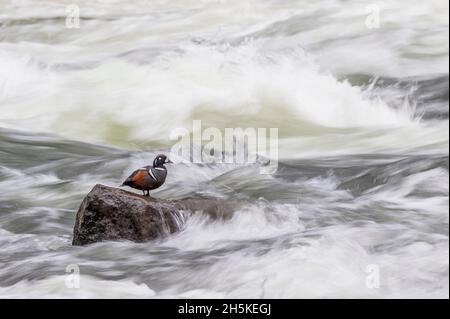 Un canard arlequin (Histrionicus histrionicus) perché sur une roche entourée d'eau de précipitation; parc national de Yellowstone, États-Unis d'Amérique Banque D'Images