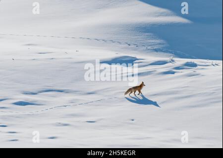 Renard roux (Vulpes vulpes) marchant le long d'un paysage couvert de neige faisant des pistes dans les dérives Banque D'Images