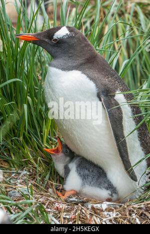 Manchot adulte Gentoo (Pygoscelis papouasie) nichant avec la poussin dans les herbes côtières avec la bouche ouverte de poussin attendant d'être nourri Banque D'Images