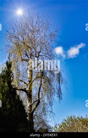 Un arbre de Brch argenté (Betula pendula) sans la plupart de ses feuilles contre un ciel bleu profond et un soleil lumineux avec quelques petits nuages Banque D'Images