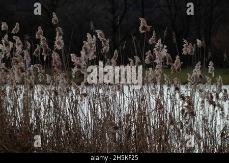 Herbe de roseau de plumes sur un lac Banque D'Images