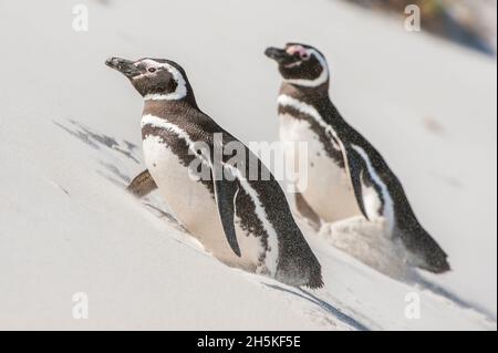 Deux manchots magellaniques (Spheniscus magellanicus) marchant sur une pente de sable; îles Falkland, Antarctique Banque D'Images