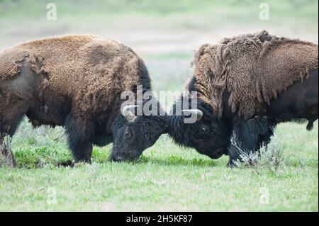 Deux bisons d'Amérique (Bison bison) butent des têtes dans un champ herbacé; parc national de Yellowstone, Wyoming, États-Unis d'Amérique Banque D'Images