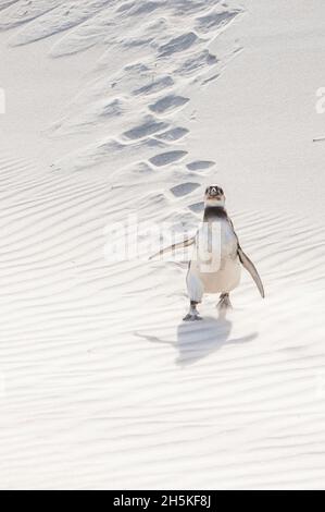 Un pingouin magellanique (Spheniscus magellanicus) qui descend une pente sablonneuse laissant des pistes dans le sable; île de Géorgie du Sud, Antarctique Banque D'Images