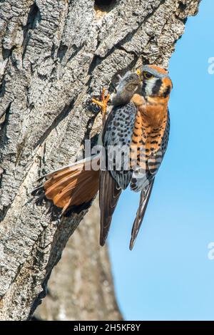 Portrait d'un kestrel américain (Falco sparverius) avec une proie dans sa bouche apportant de la nourriture à son nid dans un arbre; Montana, États-Unis d'Amérique Banque D'Images