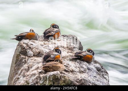 Groupe de canards arlequins (Histrionicus histrionicus) dormant sur une grande roche avec les vagues de l'eau qui éclabousse derrière eux Banque D'Images