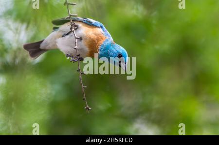 Portrait d'un bunting de lazuli (Passerina amoena) perché sur une branche vers le bas; États-Unis d'Amérique Banque D'Images