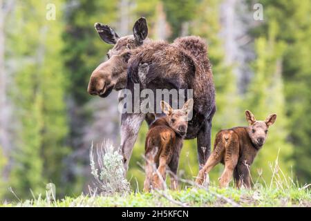 Vue prise de derrière une vache orignal (Alces alces) et ses deux veaux dans un champ d'herbe regardant derrière leurs épaules à la caméra Banque D'Images