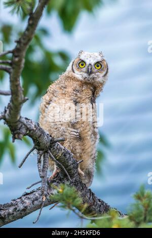 Portrait d'un grand hibou juvénile (Bubo virginianus) perché sur une branche de sapin de Douglas; Montana, États-Unis d'Amérique Banque D'Images