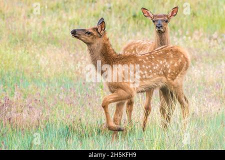 Paire de jeunes veaux d'élan (Cervus canadensis) dans une prairie, regardant la caméra; Montana, États-Unis d'Amérique Banque D'Images