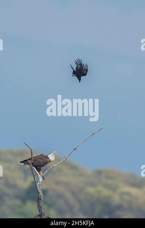 Un corbeau américain (Corvus brachyrhynchos) volant au-dessus du sommet et plongeant à un aigle à tête blanche (Haliaeetus leucocephalus) perché au-dessus d'un arbre mort Banque D'Images