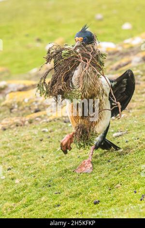 Un cerf à yeux bleus (Phalacrocorax atriceps) marchant fièrement sur l'herbe vers son nid portant des brindilles et du matériel de nidification dans sa bouche Banque D'Images