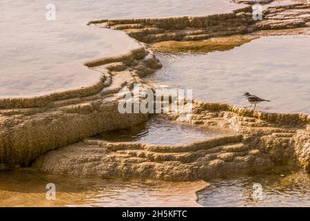 Un cerf de virginie (Charadrius vociferus) debout sur les canaux de ruissellement en terrasse à Mammoth Hot Springs; parc national de Yellowstone, États-Unis d'Amérique Banque D'Images