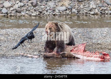 L'ours brun (Ursus arctos) se nourrissant de la carcasse de l'élan au bord de l'eau tandis qu'une paire de corbeaux (Corvus corax) survole pour récupérer Banque D'Images