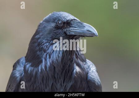 Portrait en gros plan d'un corbeau (Corvus corax); Parc national de Yellowstone, États-Unis d'Amérique Banque D'Images