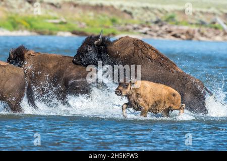 Troupeau de bisons américains (Bison bison) qui éclabousse à travers la traversée de la rivière Lamar; parc national de Yellowstone, États-Unis d'Amérique Banque D'Images