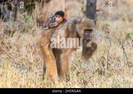 Babouin d'olive (Papio anubis) portant un babouin de bébé dans le dos tout en paissant sur une feuille dans le parc national de Luangwa Sud; Zambie Banque D'Images