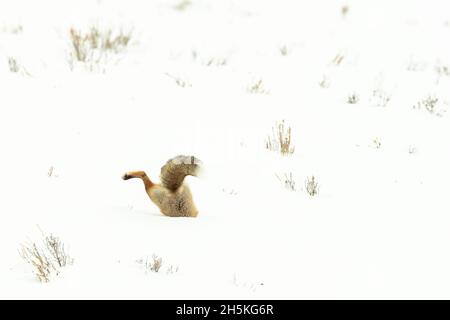 Renard roux (Vulpes vulpes) plongée dans une banque de neige pour attraper de la nourriture avec la queue et les pattes arrière qui dépassent de la neige Banque D'Images