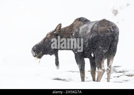 Vue prise de derrière un orignal à taureau recouvert de gel (Alces alces) debout dans la neige qui se nourrit de l'herbe trouvée Banque D'Images