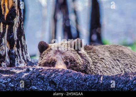 Un grizzli (Ursus arctos) de quatre ans regarde un registre charré pour vérifier la sécurité Banque D'Images