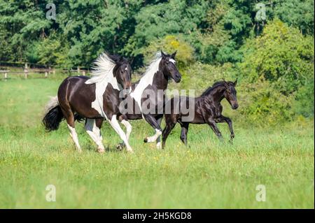 Trois chevaux, cheval warmBlood de type baroque, barock pinto, un mignon petit foal de 3 mois, barock noir, courant avec son barrage et sa sœur de 2 ans Banque D'Images