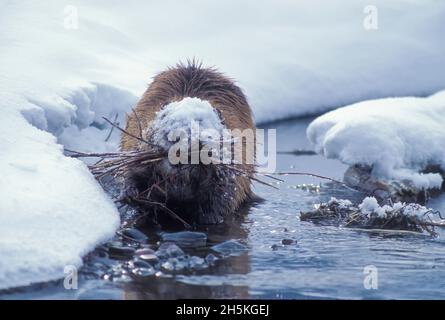 Portrait en gros plan d'un castor nord-américain (Castor canadensis) dans l'eau en récupérant des brindilles de saule (Salix) de sa cachette à manger, portant en Mo... Banque D'Images