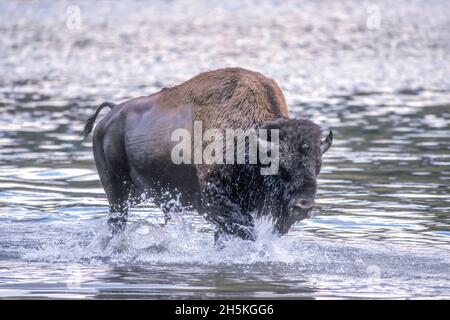 Bison américain (Bison bison) marchant le long de la rive de la rivière Yellowstone dans le parc national de Yellowstone; Wyoming, États-Unis d'Amérique Banque D'Images