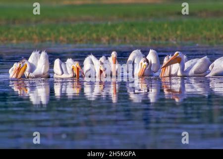 Groupe de pélicans blancs américains (Pelecanus erythrorhynchos) dans l'eau se nourrissant ensemble près de la rive dans le parc national de Yellowstone Banque D'Images