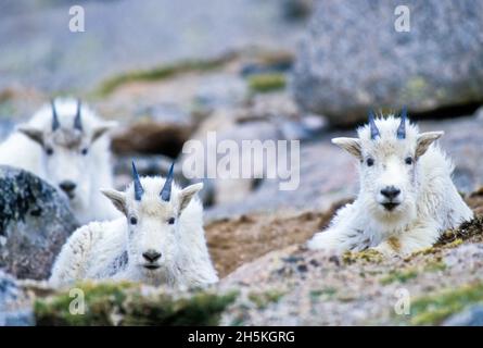 Trois jeunes enfants de chèvre de montagne (Oreamnos americanus) qui se trouvent sur le flanc de la montagne à Mt Evans, regardant la caméra; Colorado, États-Unis d'Amérique Banque D'Images