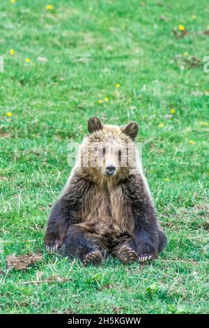 Portrait d'un mignon ourson brun (Ursus arctos) fatigué de jouer, assis dans un champ herbacé et regardant la caméra dans le parc national de Yellowstone Banque D'Images