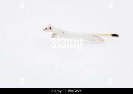 Un petit chevalet à queue courte (Mustela erminea) traverse la neige camouflée dans son manteau blanc d'hiver Banque D'Images
