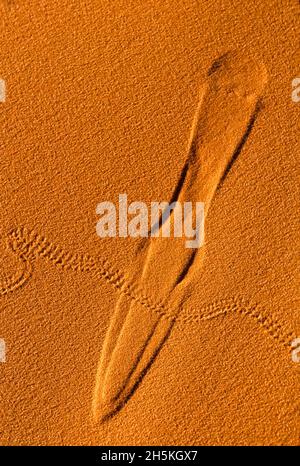 Gros plan des pistes de coléoptère et de souris dans le sable rouge du parc national Coral Pink Sand Dunes près de la ville de Kanab, dans le comté de Kane Banque D'Images