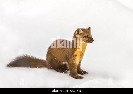 Portrait d'une martre d'Amérique (Martes americana) assise dans la neige en hiver; parc national de Yellowstone, Wyoming, États-Unis d'Amérique Banque D'Images