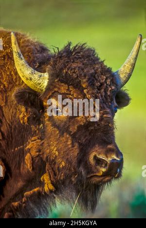 Portrait en gros plan d'une vache de bison d'Amérique (Bison bison) regardant l'appareil photo dans la chaleur du soleil. Une créature puissante, pesant jusqu'à une tonne, il semble... Banque D'Images