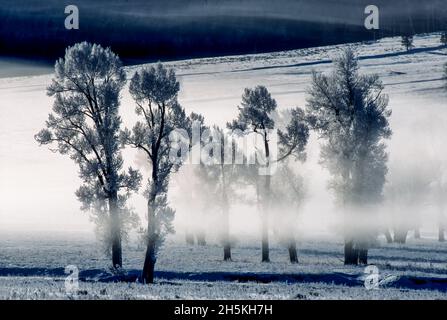 Cotonwoods de l'est (Populus deltoides) recouverts de gel sur un champ d'hiver dans la vallée de Lamar, dans le parc national de Yellowstone; États-Unis d'Amérique Banque D'Images