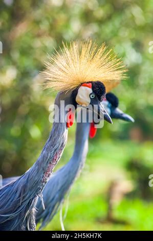 Portrait en gros plan de deux grues à couronne grise (Balearia Regulorum). Les grues à couronne grise habitent une grande gamme avec une population mondiale estimée à... Banque D'Images