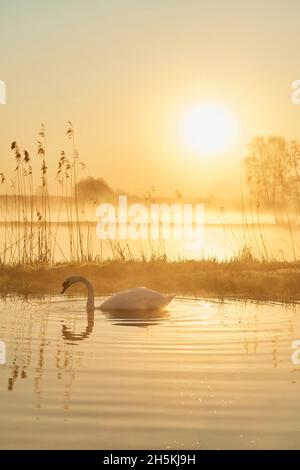 Muet cygne (Cygnus olor) nageant sur un lac au lever du soleil; Frankonia, Bavière, Allemagne Banque D'Images