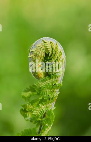 Gros plan de l'extrémité courbé d'une fougère ou d'une fougère à vers mâle (Dryopteris filix-mas); Bavière, Allemagne Banque D'Images