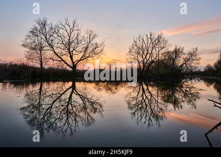 Saule sans feuilles ou saule cassant (Salix x fragilis) arbres au bord d'un lac au coucher du soleil avec une image miroir reflétée dans l'eau; Bavière, Allemagne Banque D'Images