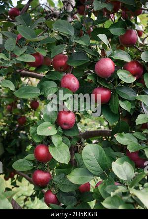 Beaucoup de pommes rouges mûres poussant sur un arbre dans un verger. Banque D'Images