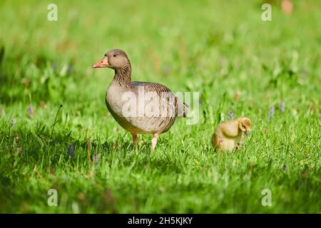 Grylag Oies (Anser Answer) mère avec sa poussin sur l'herbe; Bavière, Allemagne Banque D'Images