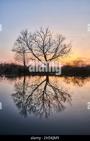 Saule sans feuilles ou saule cassant (Salix x fragilis) arbres au bord d'un lac au coucher du soleil avec une image miroir reflétée dans l'eau; Bavière, Allemagne Banque D'Images