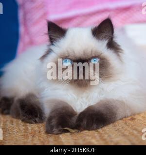 Pedigree chatte himalayan Banque D'Images