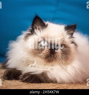 Pedigree chatte himalayan Banque D'Images