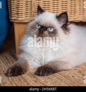 Pedigree chatte himalayan Banque D'Images