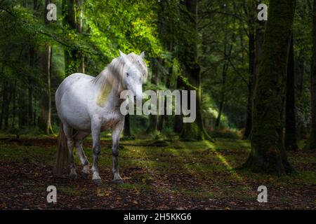 Un poney-Equus ferus cabalus sauvage dans le parc national de New Forest, Hampshire, Angleterre, Royaume-Uni Banque D'Images