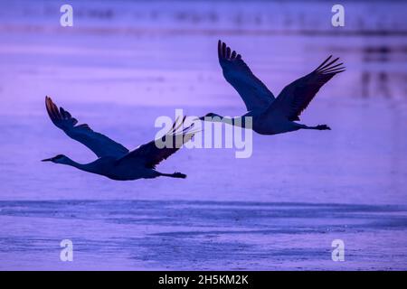 Des oiseaux volent à basse altitude au-dessus de l'eau. Banque D'Images