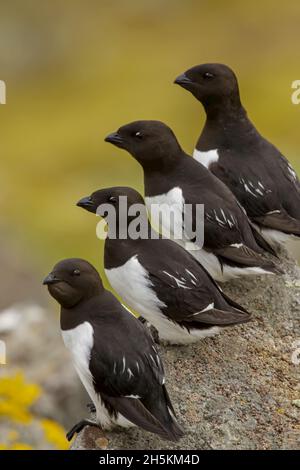 Un groupe de petits auks, ou Dovekies, Alle Alle, perchés sur un rocher. Banque D'Images