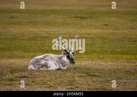 Un renne du Svalbard avec ses bois de velours repose dans un champ. Banque D'Images